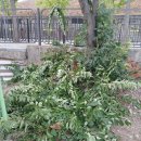 양영초교 앞 | 나무벌목 가지치기 전지조경작업