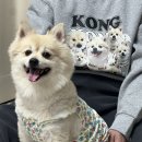 위드미 | 귀여운 강아지 커스텀 티셔츠 추천! 위드미 솔직 후기✨