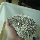 렙타일케이지 이미지