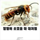 산행시 응급처치(벌, 뱀, 풀독)요령. 이미지