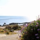 대왕수천 이미지