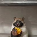 일상간식