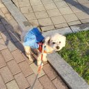 독스테일 | [수원 독스테일] 강아지 의류 매장 후기