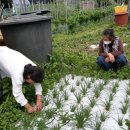 강춘희 농장 이미지