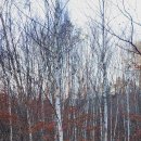 치악산둘레길 9코스 자작나무길 이미지