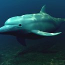 돌고래 이미지