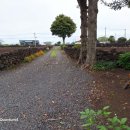 세화 동백그늘 이미지