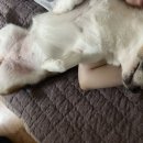 별이