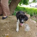 얼룩목장 이미지