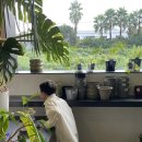 이호그린 이미지