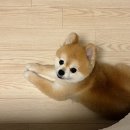 곱디곱개 이미지