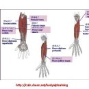 전완에 있는 손과 손가락의 굴곡근 (hand and finger flexors in the forearm) 이미지