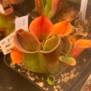 하우농장 | 인천 계양 플랜트 홀릭, 붉은 빛 식충식물 천국! 하우숩 입점 확정 소식과 특별한 인연 이야기