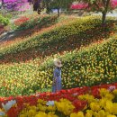 <아산여행>자연스럽고 아기자기한 분위기의 아산튤립명소🌷 : 피나클랜드수목원