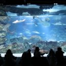 아쿠아리움 이미지