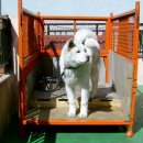 돌쇠집 Daum카페