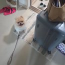 개골농장 | 항공 | 인천공항 엔믹스 | 동남아 래프팅 비추+이유 | 우붓 카만달루 숙소 | 아페리티프 파인다이닝 후기