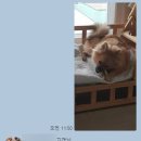 가정애견하우스 이미지