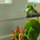 진도북,오고무가락 이미지