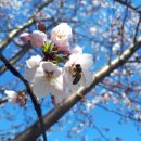 4월 11일(목요일) 안양천 벚꽃길 걷기 이미지