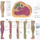 장비골근건(peroneal longus tendon)과 전경골근건(tibialis anterior)의 장력균형 이미지