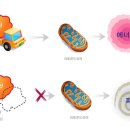 [엘 카르니틴 - 다이어트 필수성분] _ 창동필라테스 리업필라테스 이미지