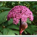 정원야생화 이미지