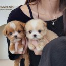 켄넬203 말티푸분양, 미니비숑분양 | 건강한 반려생활의 시작, 파주강아지분양 선택 가이드