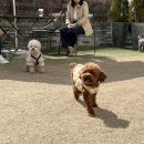 토이푸들 고관절 수술 일주일 후 재활운동 회복 후기 / 김포현대아울렛 펫파크 위치