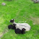 태형목장 이미지