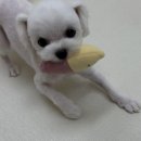 뽀몽뽀몽 이미지