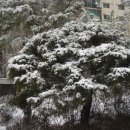 감자 바우 이미지