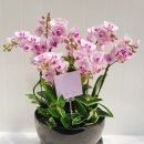 일향(一香) 이미지