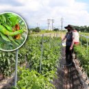 전북고추 이미지