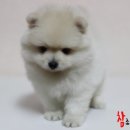 참 조은 훈이네 강아지 이미지