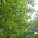 송이버벗 이미지