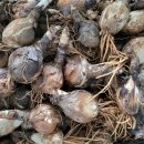 분홍 농장 이미지