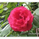 고대1104 이미지