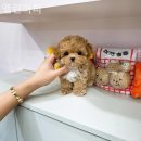 엘린퍼피 이미지