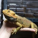 알비노랩 이미지