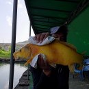 황금향어 이미지