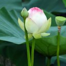 신평저수지 이미지