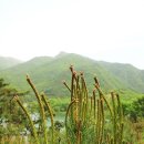 [아름다운 5월의 야생화] 괴산 산막이옛길 등잔봉, 천장봉의 야생화 이미지