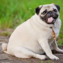 탑스동물병원 이미지