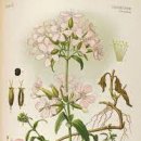 - 비누풀, Soapwort 이미지