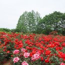 장자호수공원 장미터널 | 구리장자호수공원 장미