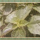 하늘연달농장 이미지