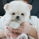 인천강아지분양 테디럽 이미지
