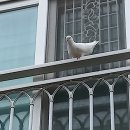 아파트 발코니 흰색비둘기 한쌍 이미지