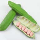 작두콩 부작용｜유래｜칼로리｜작두콩 재배법｜영양소｜GI지수｜권장량